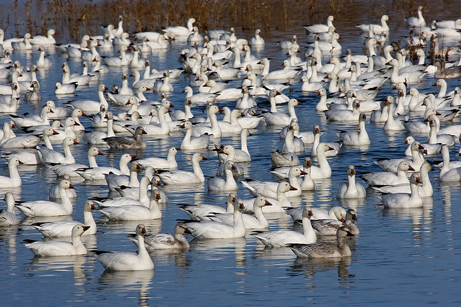 Canadian geese_199.jpg