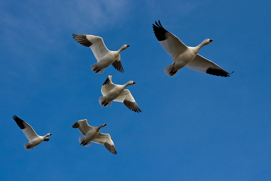 Canadian Geese_259.jpg