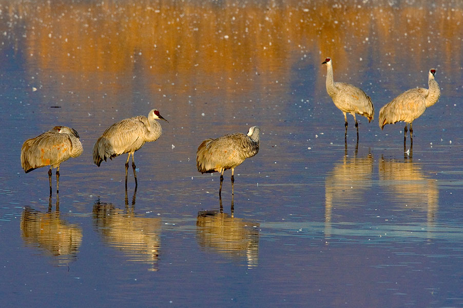 Sandhill Cranes_1074.jpg