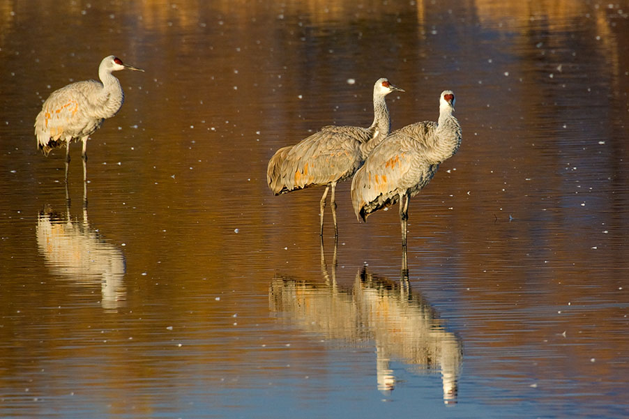 Sandhill Cranes_1094.jpg