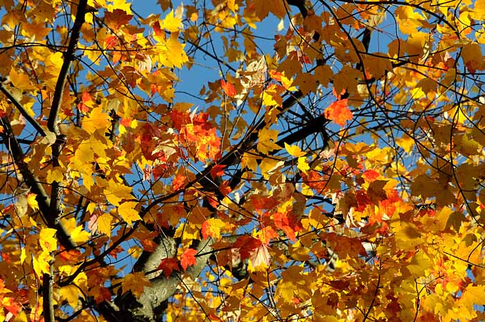Autumn's Trees 50