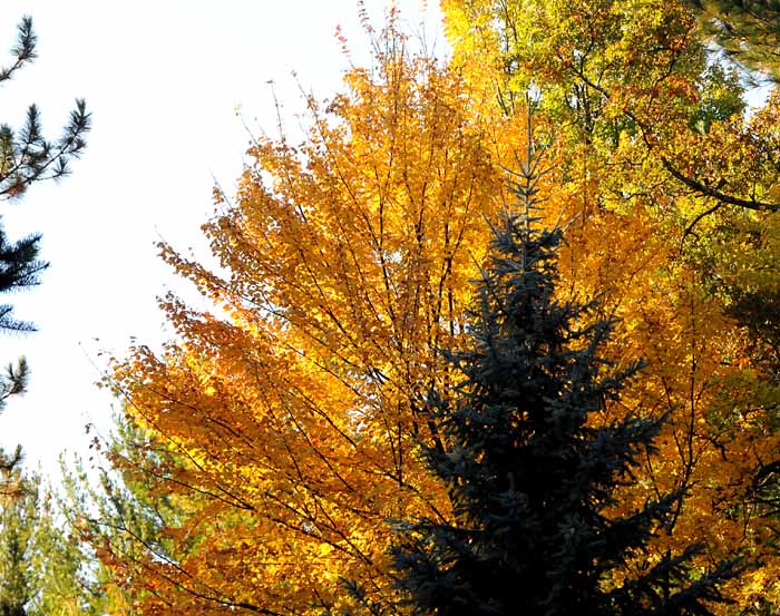 Autumn's Trees 51
