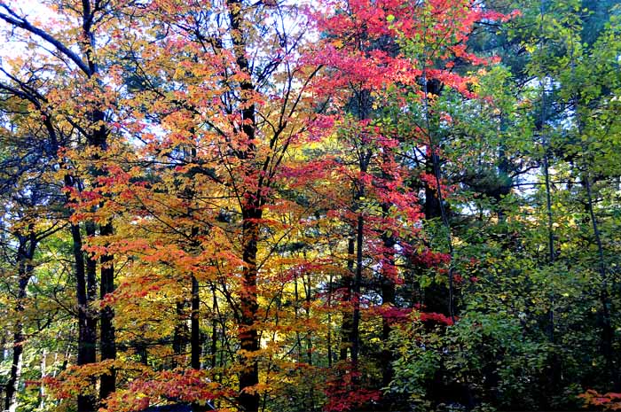 Autumn's Trees 52