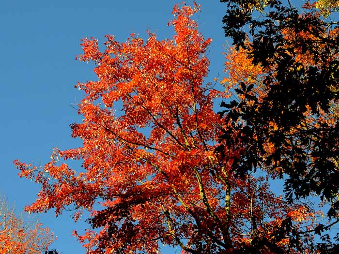 Autumn's Trees 53