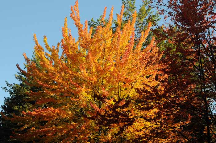 Autumn's Trees 58