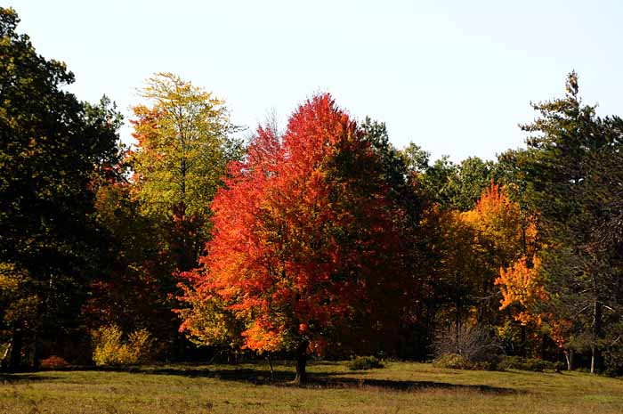 Autumn's Trees 72