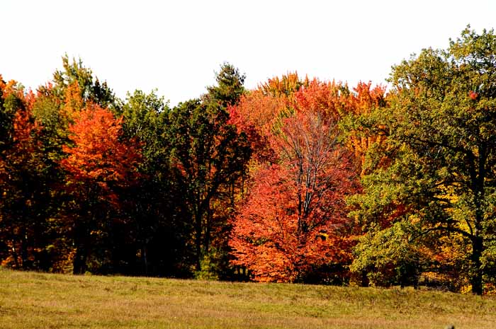 Autumn's Trees 73