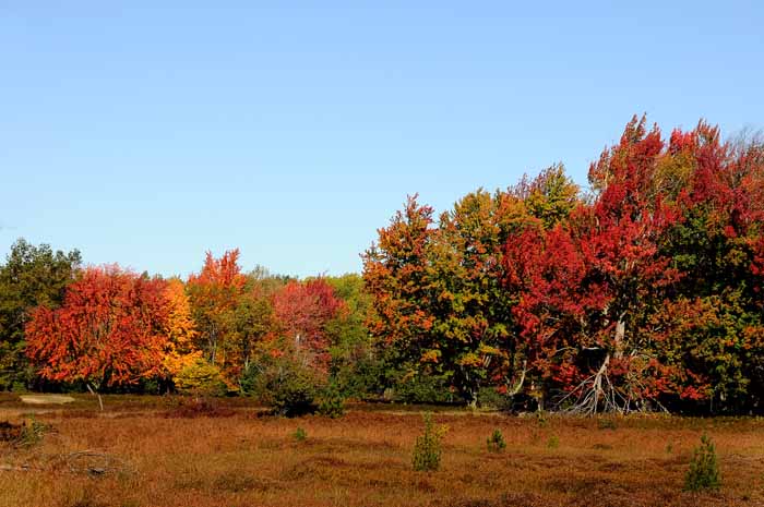 Autumn's Trees 74