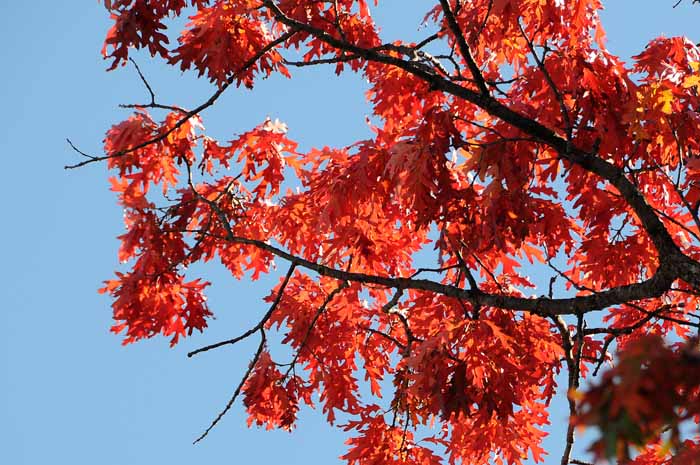Autumn's Trees 85