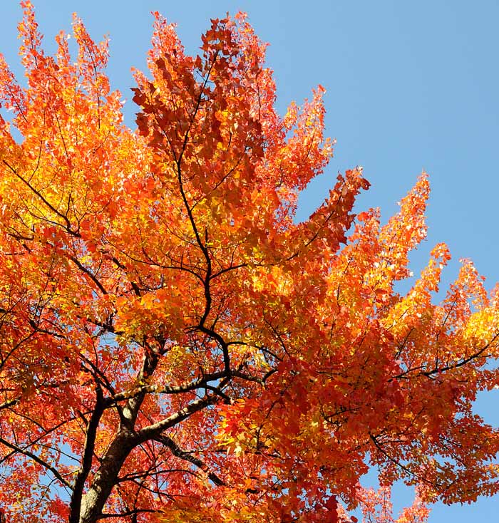 Autumn's Trees 102
