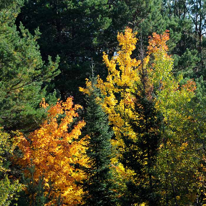 Autumn's Trees 99