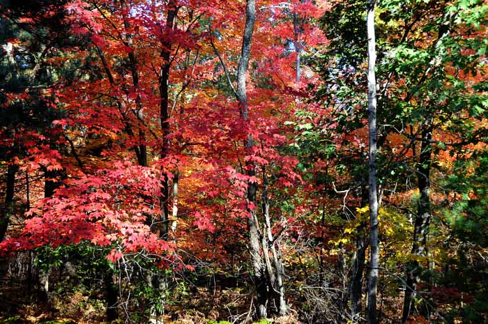 Autumn's Trees 97