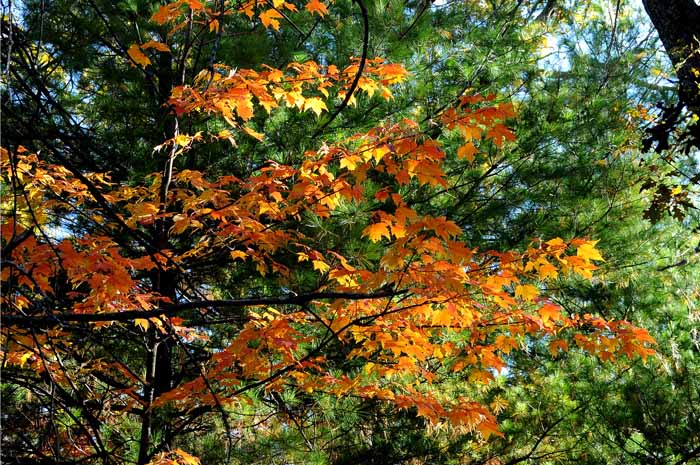 Autumn's Trees 92