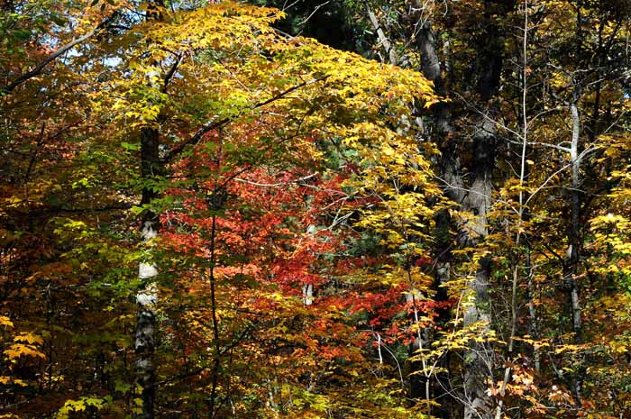 Autumn's Trees 88