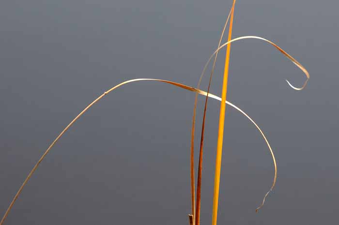 Dance of the Cattail