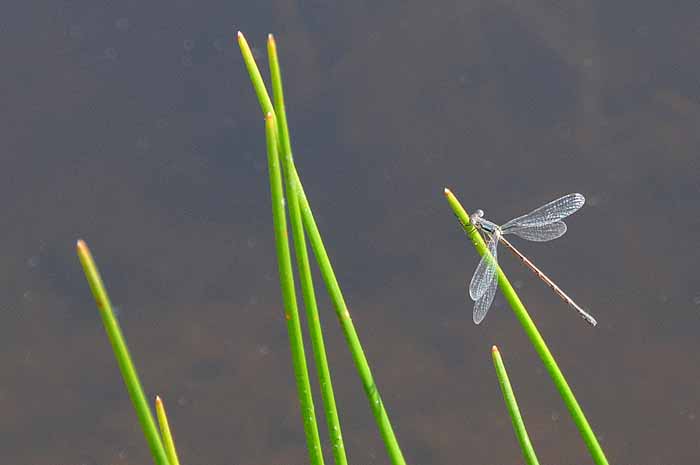 My Favorite Pond