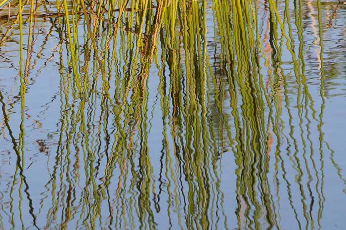 My Favorite Pond