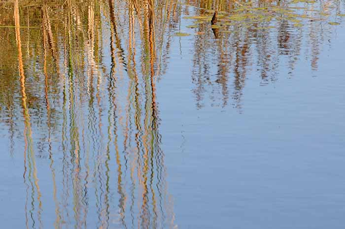 My Favorite Pond