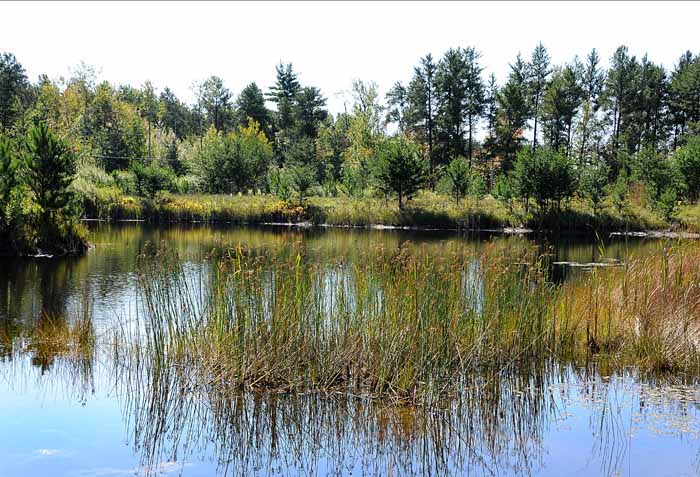 My Favorite Pond