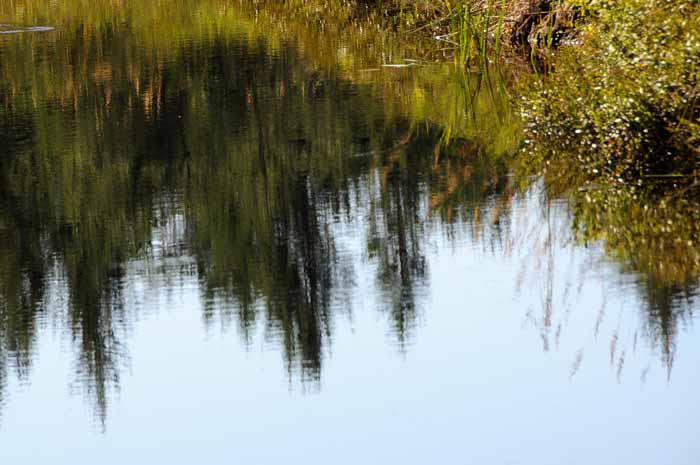 My Favorite Pond