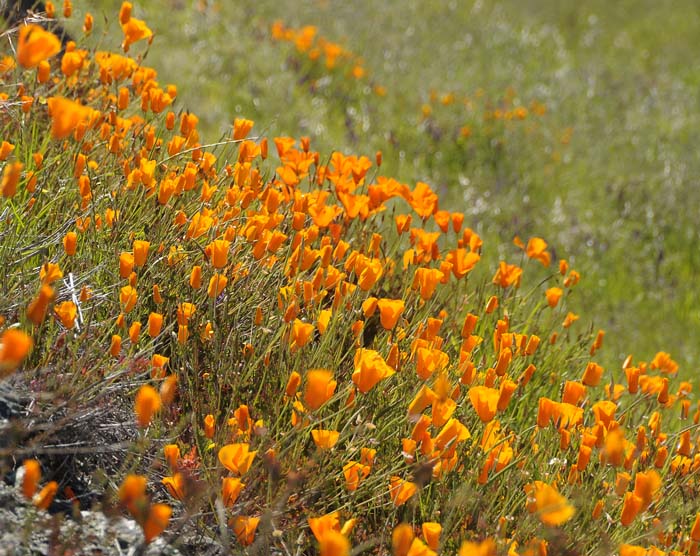 California Poppy