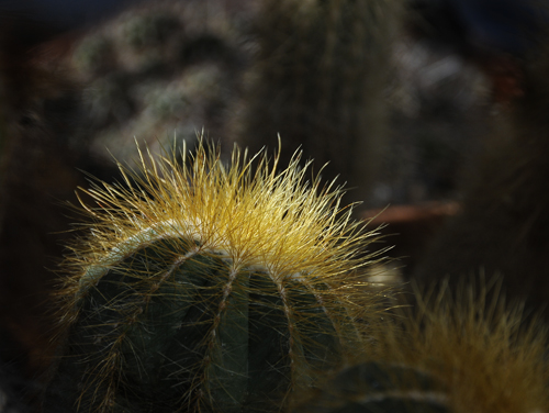 Succulents, Cactus & Other Spiny Plants