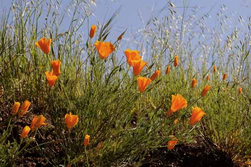 California Poppy