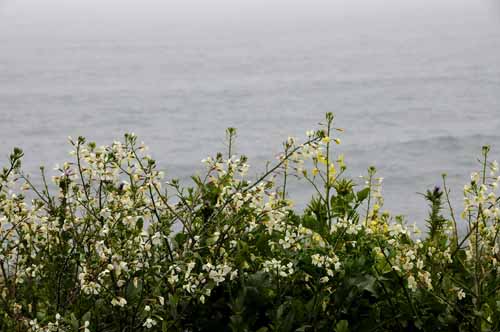 To Mendocino, CA 52
