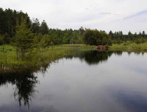 Robinson Lake Road Pond 01