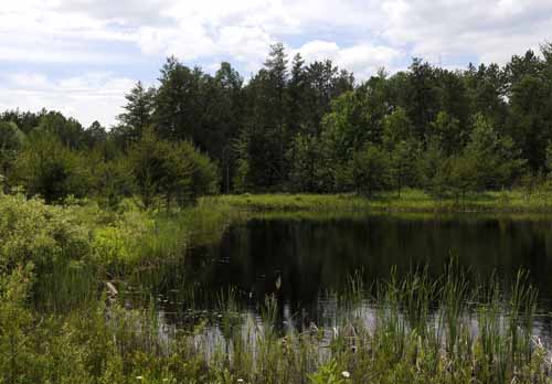 Robinson Lake Road Pond 12