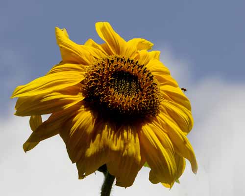 Summer Sunflowers