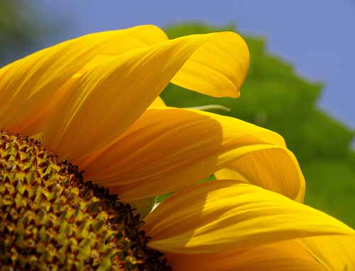 Summer Sunflowers