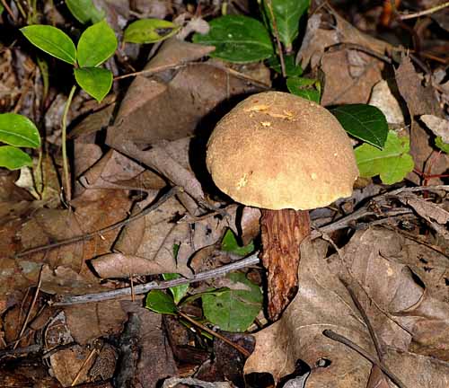 Forest Fungus