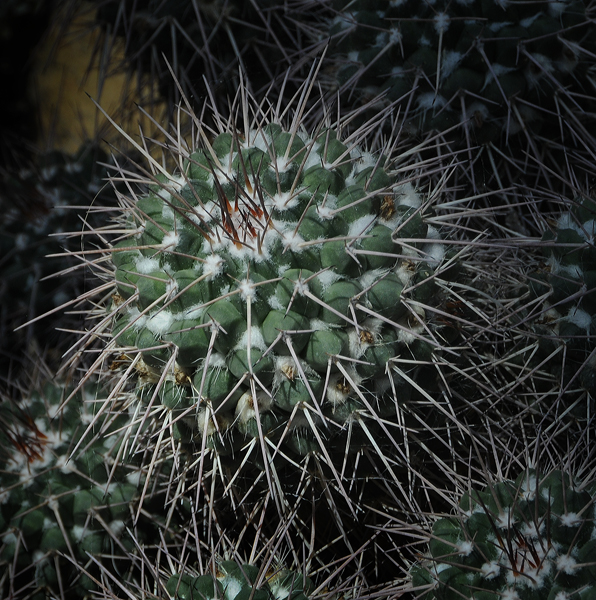 Succulents, Cactus & Other Spiny Plants