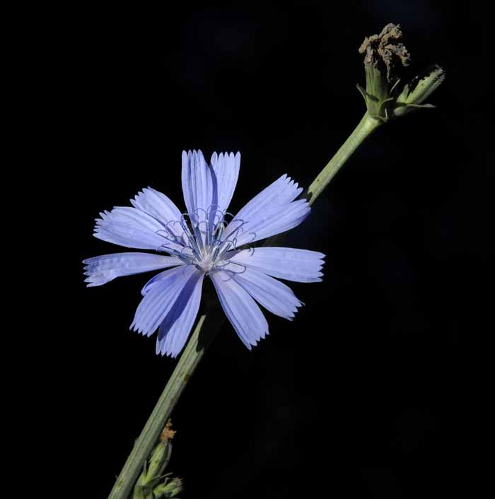 Those Wildflowers