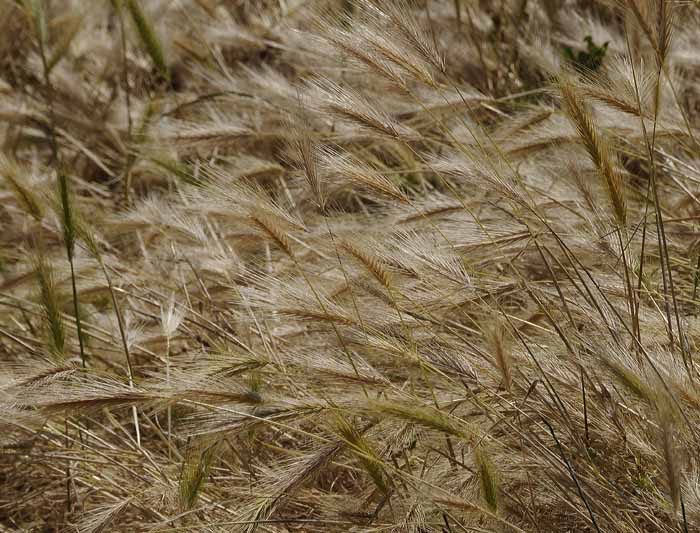 Blowing in the Wind