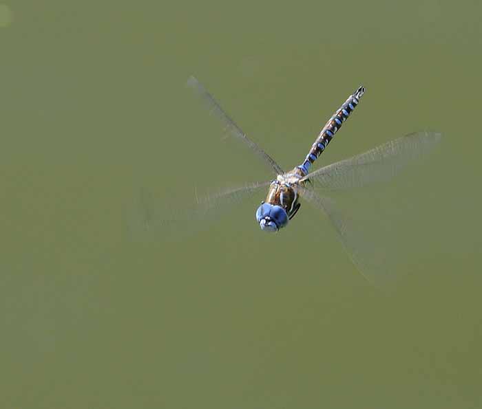 Hovering Dragonfly