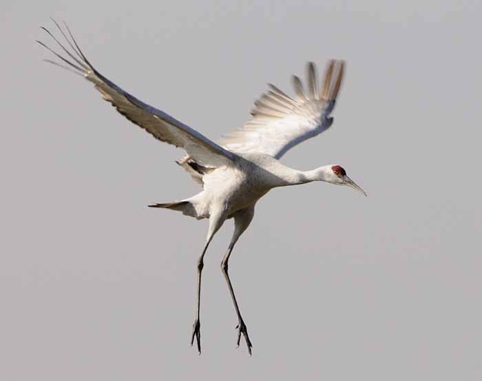 Sandhill Crane