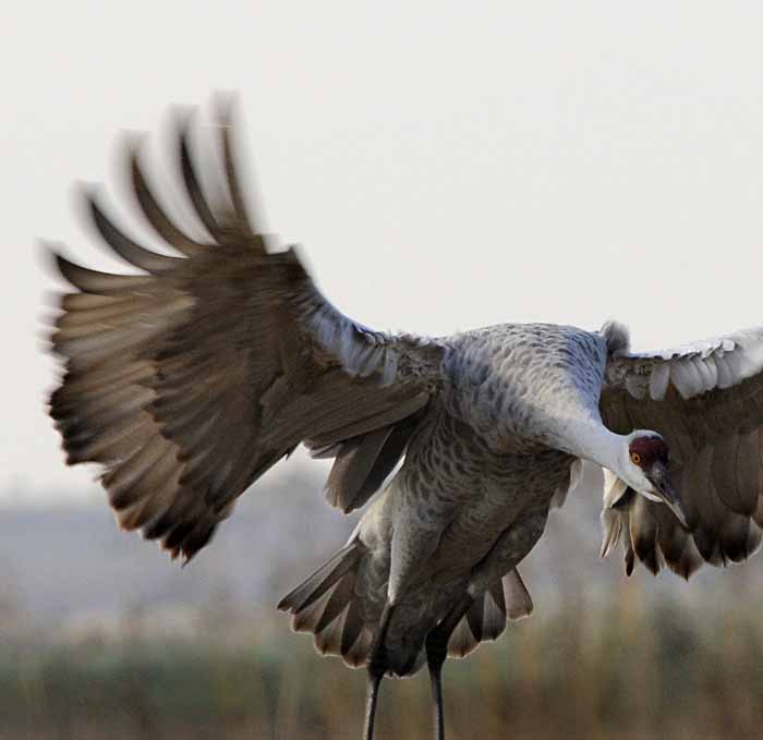 Sandhill Crane Landing