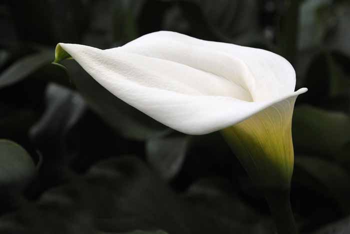 Cala Lily