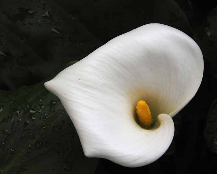 Cala Lily