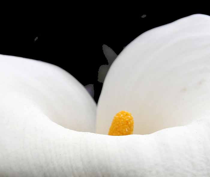 Cala Lily