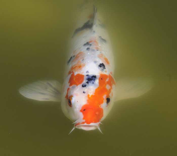 Calico Koi