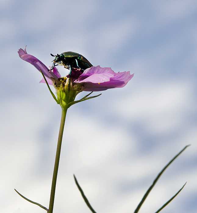 Those Bugs