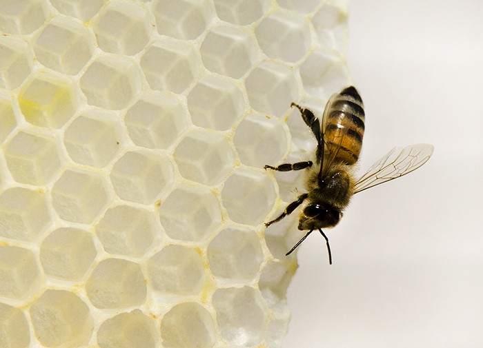 Honey Bee on Fresh Comb
