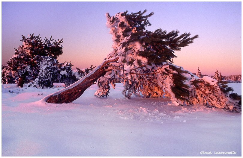 Neige au Champ du Feu