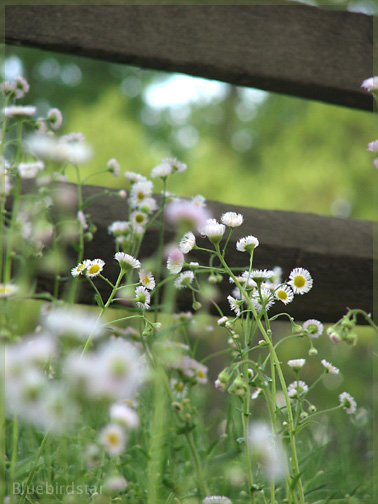 Daisies