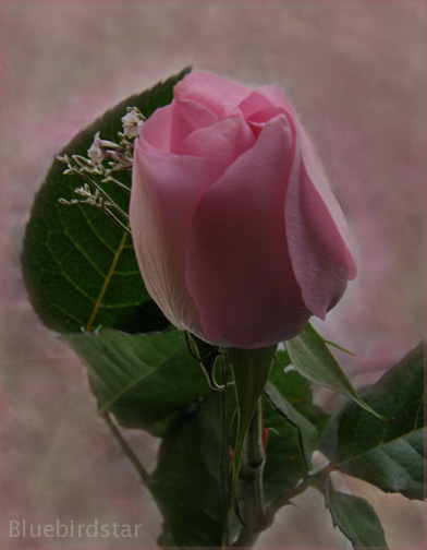 Rose Bud