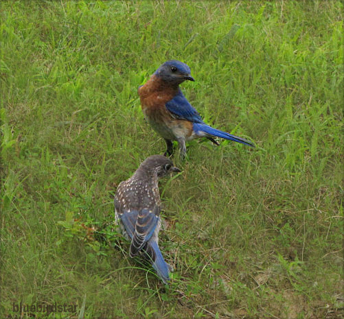 Bluebird Dad and Son