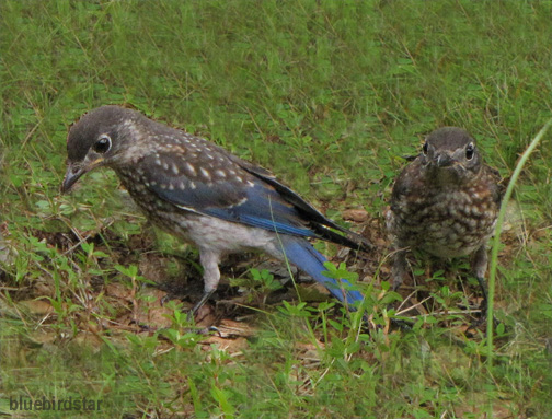 Bluebird Babies
